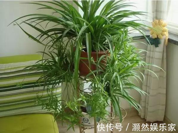 花盆|家里养的花叶子发黄可以给它换换土，此几种花不换土不易活
