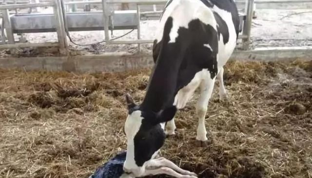 养殖户|母牛产后消炎用什么药?母牛产后消炎打什么针?完整方案来了