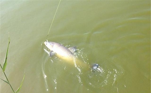 大跑|钓大鱼,铅坠下移钓跑铅,拉小鱼,铅坠上移钓飞铅,动铅坠好处多