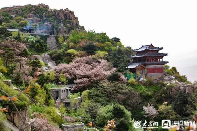 这就是山东泰山极顶海棠花开粉白花朵扮靓天街