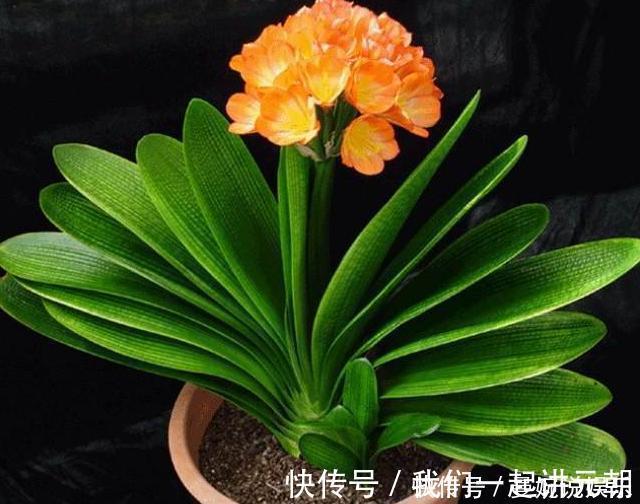 土壤|高手”用“黄土”养君子兰,一棵君子兰,不断生小芽,变成几十盆