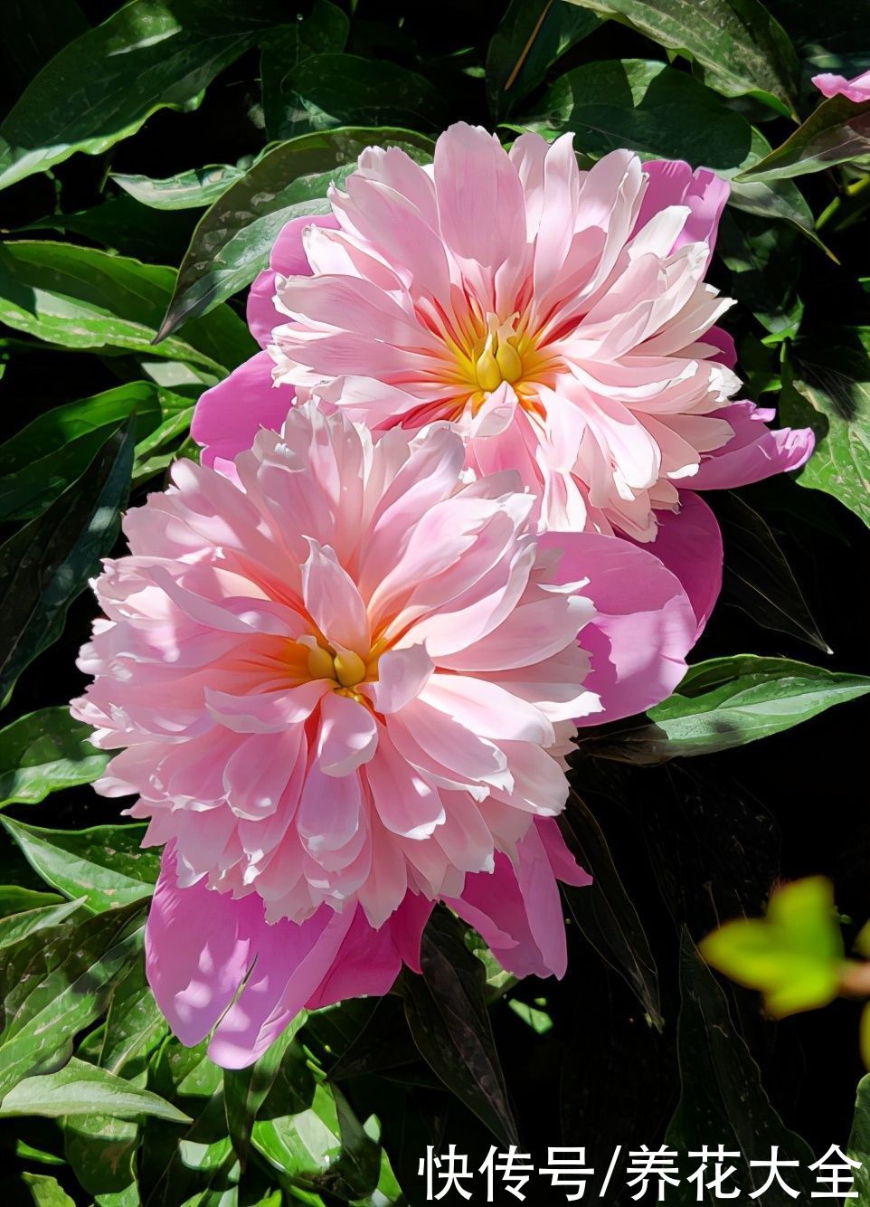 冬天|秋天种下3种花，冬天零下也不怕，明年春天花开满园