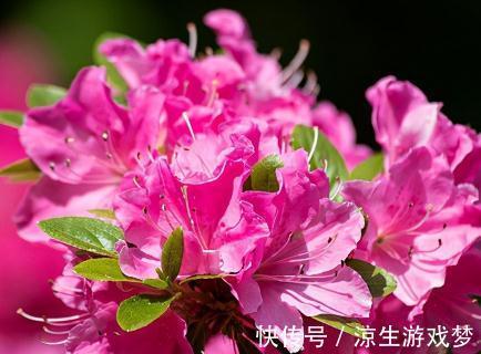 适合冬天剃头的5种花,剪一剪,来年花开不断