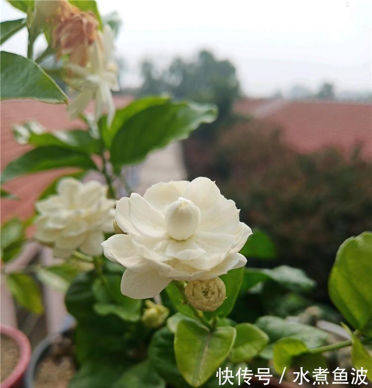 6月养茉莉，做好这3点，让茉莉生长有动力，爆花不断