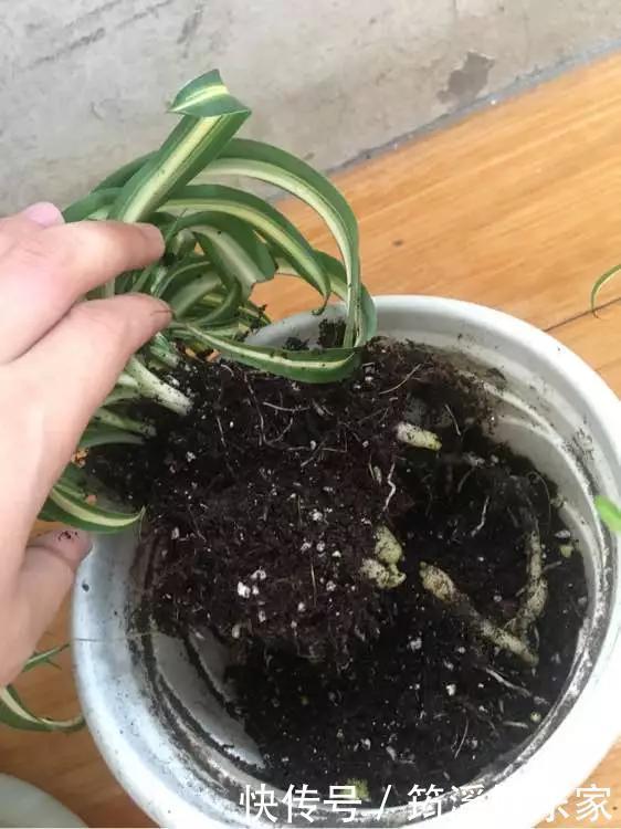 绿萝|4种花爱“吃土”,1年不换盆,盆里全是根不见土,换盆才能长好