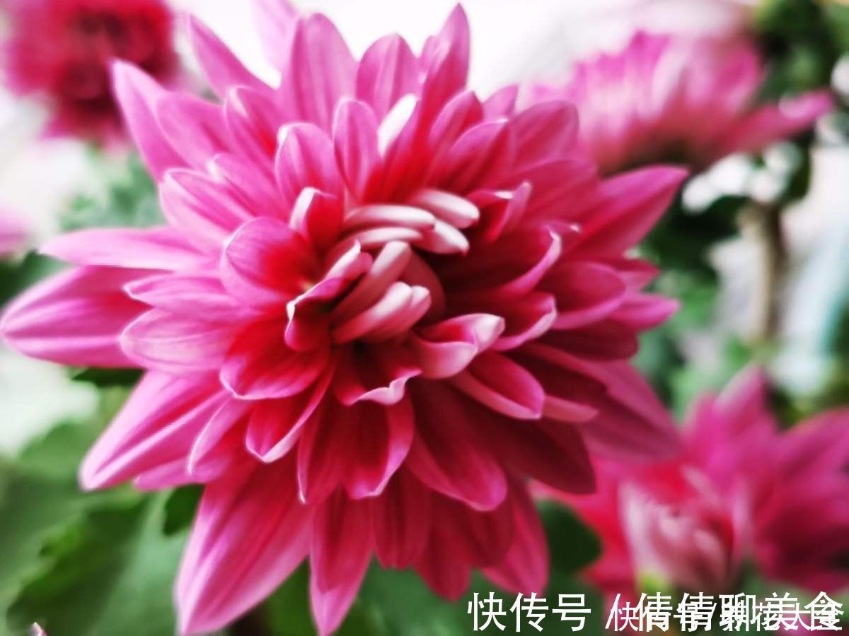 冬天养花,早上少做4件事,花草平平安安度过冬天