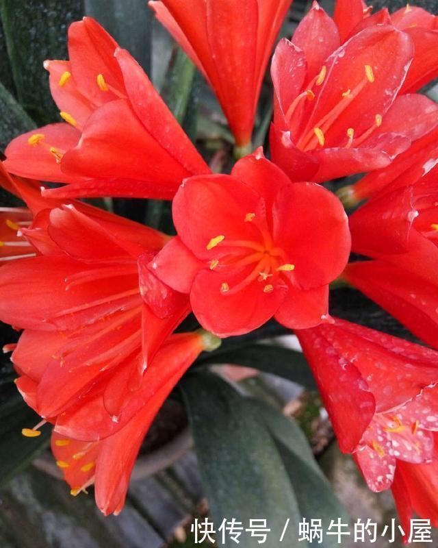 秋天|秋天养君子兰,牢记3多1少,60天冒出长剑叶,入冬花朵鲜艳