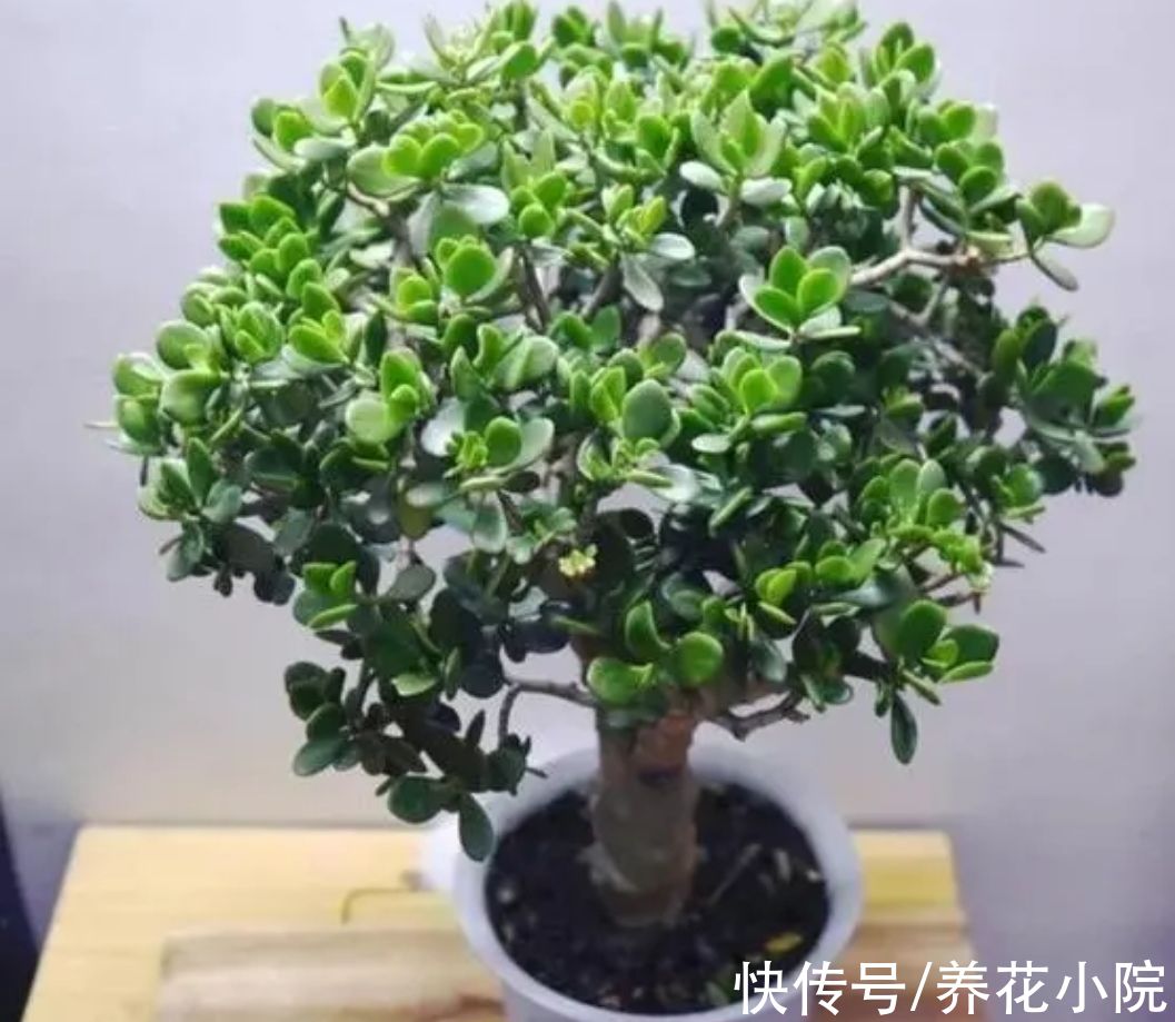 养玉树,5个关键点做好,生长速度快,长成粗壮盆景