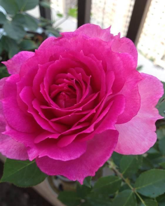 花期|4种懒人盆栽花,花期超长,给点阳花就灿烂,美极了