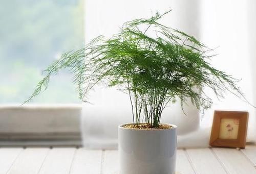 睡眠质量|家里万万要养这几种植物,难怪家人身体越住越健康,后悔才察觉