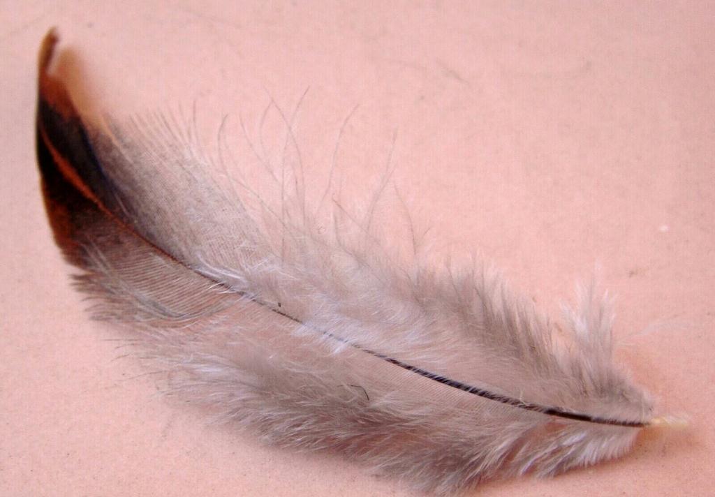 入冬封竿不要急，试试自制七星漂，比钓鱼更有意思