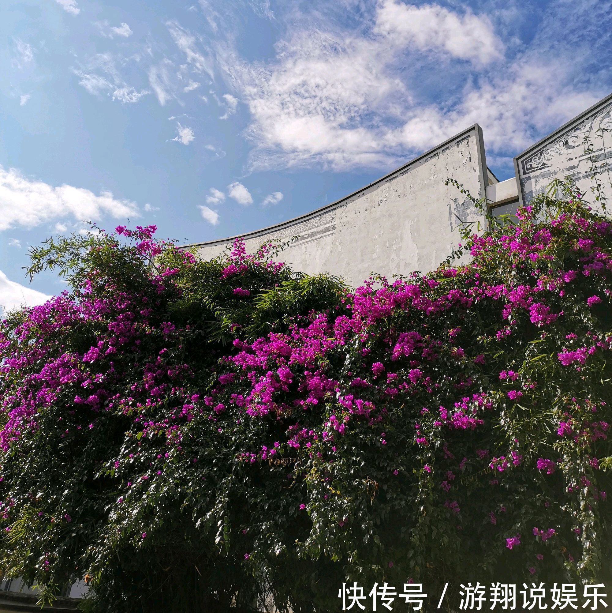 爆盆|养三角梅我就服开挂区，不用催花，栽上不用管一样的能开花爆盆