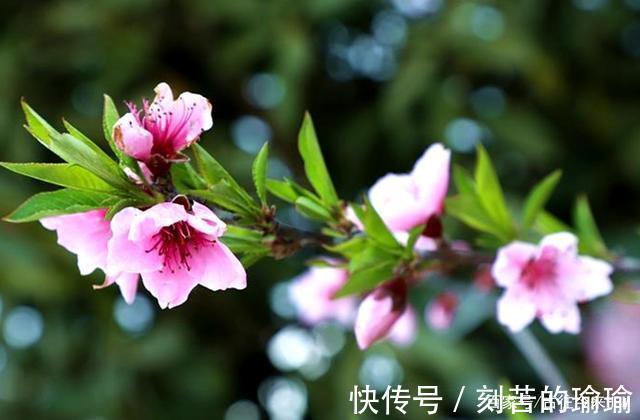 粉面|七绝(桃花赋)江南三月醉桃花,粉面娇柔艳晚霞