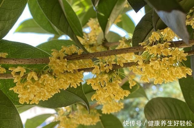 桂花最简单的几种保存方法,学会了一年四季都能吃到桂花做的美食!