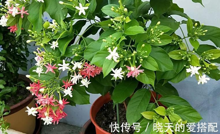 时间长|养使君子，土、光、水符合需求，开花又多又时间长，种子还能药用