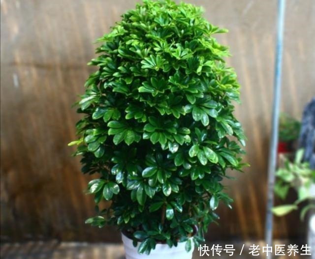 观叶|室内养什么植物好，4种常见观叶花卉，清新、美观又大方！