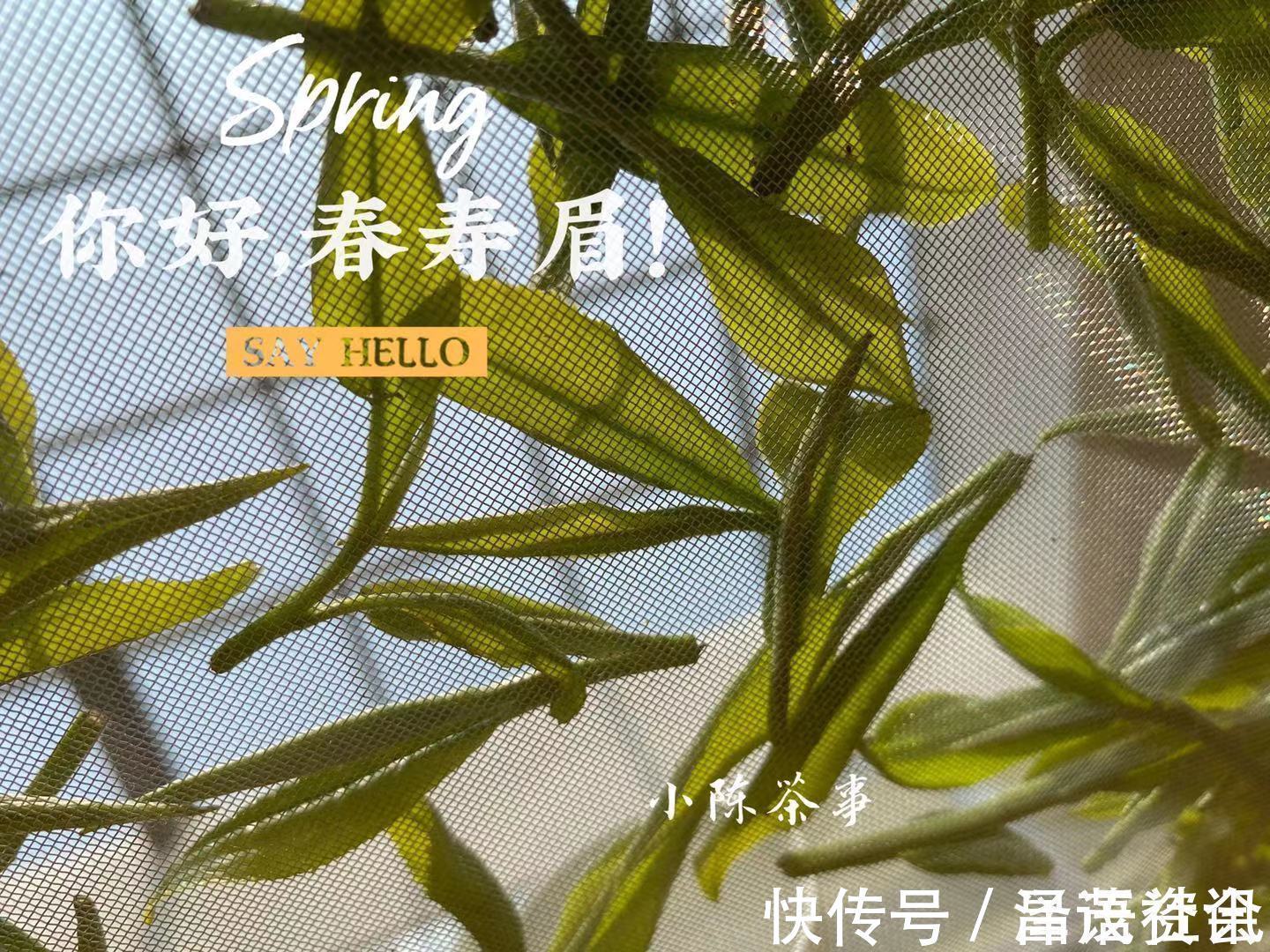 白毫银针@白茶圈令人迷惑的操作，有人心急想“买早”，有人淡定想“买老”