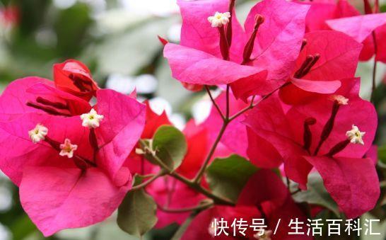 植物|春节过后家养这些植物,瑰丽娇嫩,漂亮有成就感,开花色泽鲜艳