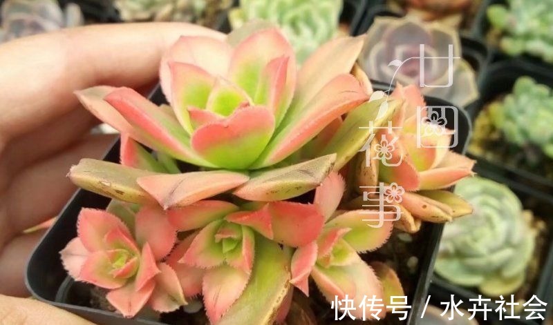 新手养多肉，常犯5个误区，不是多肉不好养，是你不会养