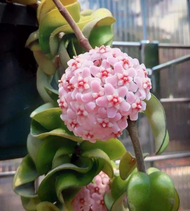 叶片|这4种花,耐阴、好养活,室内都能开哟!