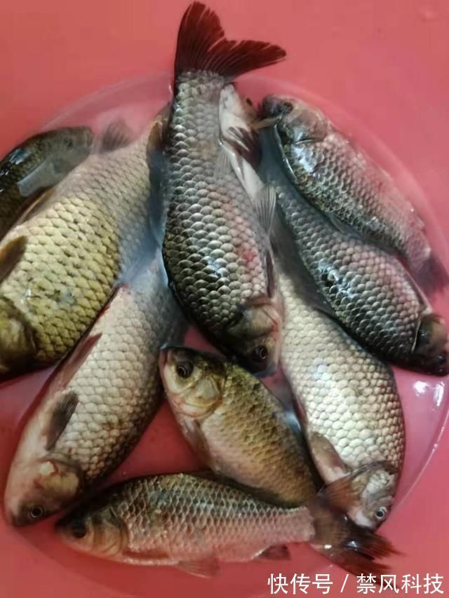 夏天大板鲫都藏在这些地方,方法用对就可以钓到