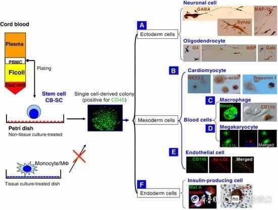 机制|【脐血前沿】脐带血干细胞治疗1型糖尿病机制探讨
