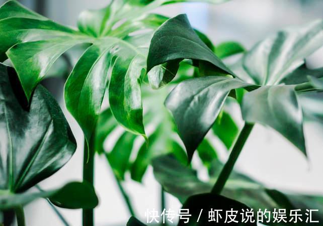 龟背竹养花方法,做好这几件事,轻轻松松让它旺盛生长