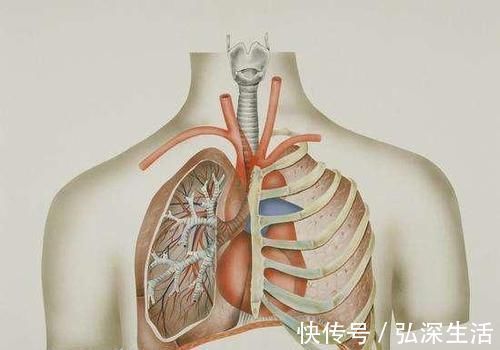 食谱|养生先养肺,养肺注意4方面,3个清肺食谱换着吃,肺部越来越健康