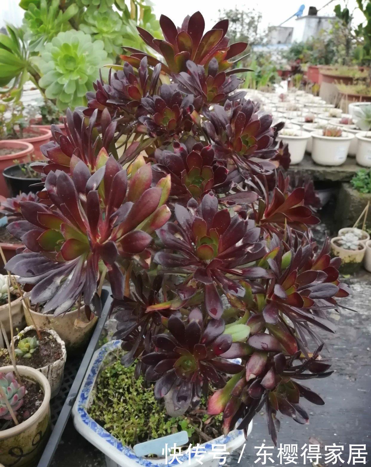 施肥|想要法师不徒长,关键在用水,叶片紧凑颜色艳,40℃也生机勃勃