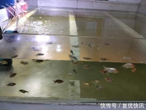 新入缸20多种观赏鱼、100多条，几乎无一伤亡，有什么经验可谈