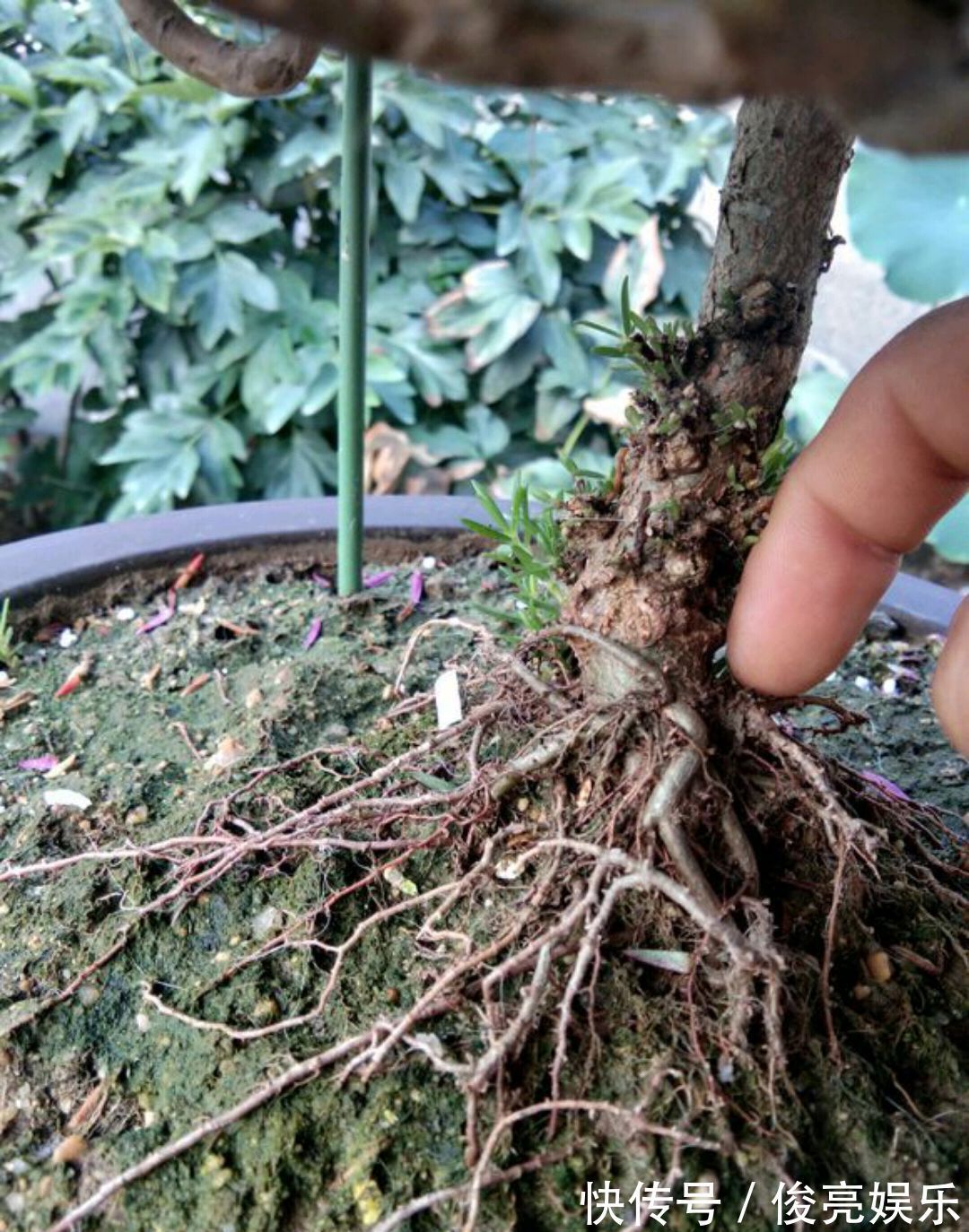 太阳花还是草花吗大神居然把太阳花养成了花树，开花爆盆成花塔
