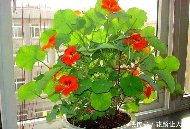 1种花,叶子精致花朵娇艳,香气浓郁全年开花,轻松阳台变花海