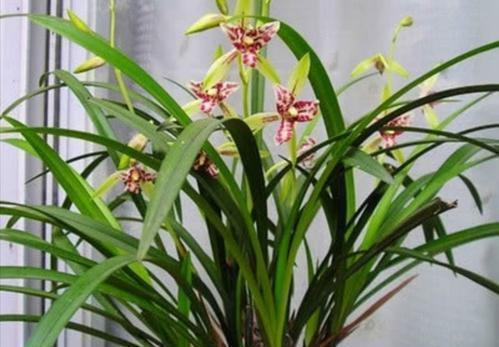 兰花|春天兰花有3“喜”，趁早掌握，长笋芽绽放层叠群兰！