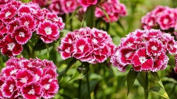 此花，一开就90天，花大色艳胜芍药，香气四溢，新手也能养爆盆