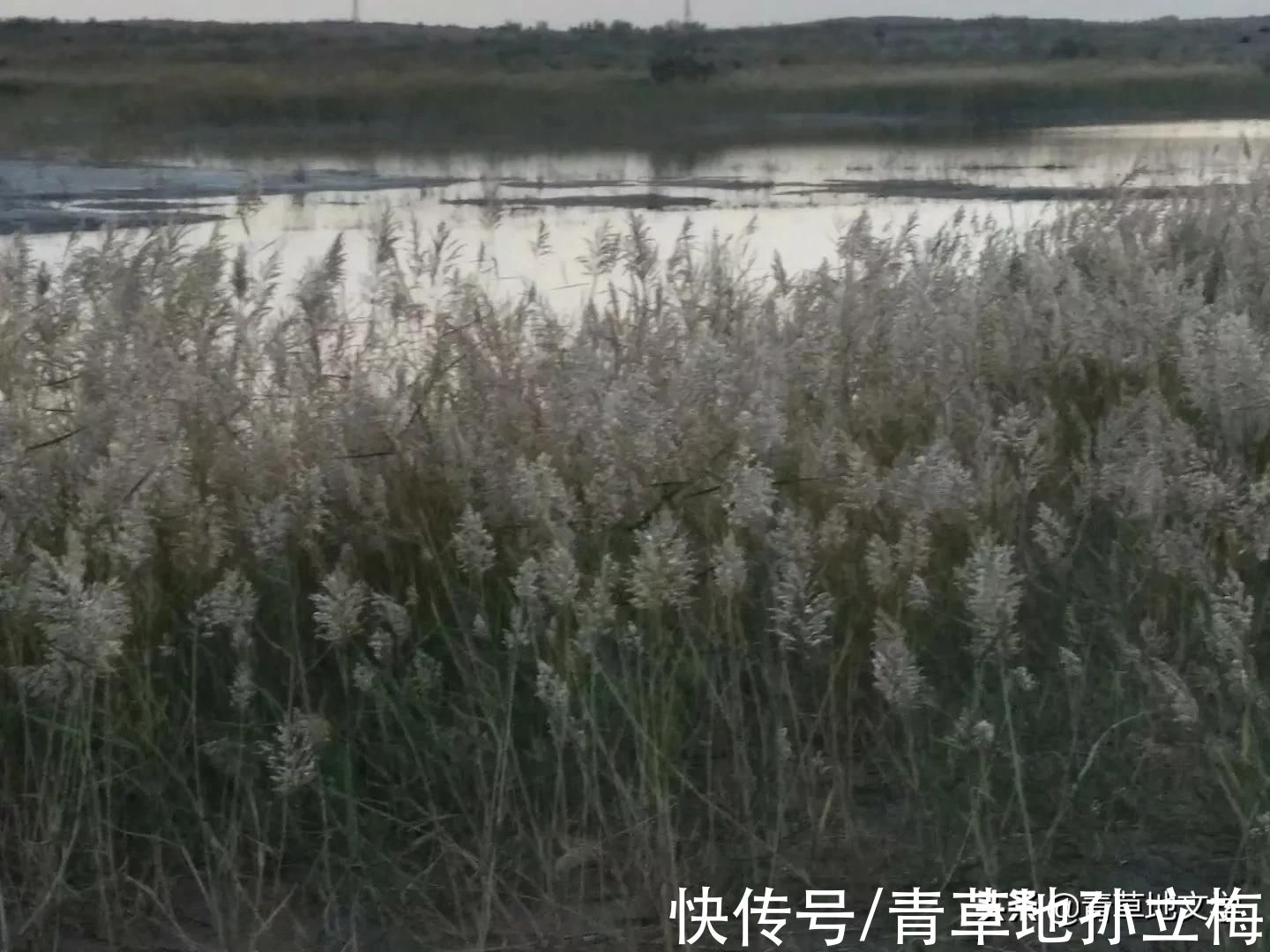梭梭林@屠申泽，今日芦花又飞雪(组诗)
