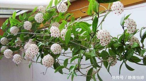 1种懒人花,丢水里就能活,爬满阳台开成花墙,值得拥有