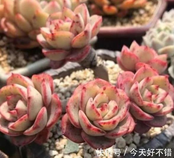 5种高颜值普货多肉，12月养一盆正当时，便宜好养上色美
