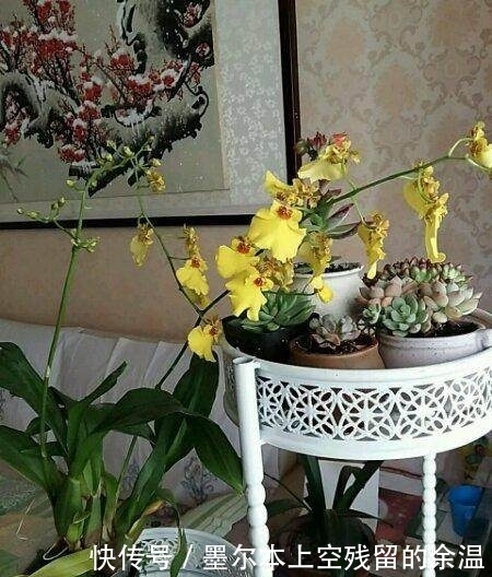 修剪|总是把花养死？这几个养花小技巧，学会了啥花都能养的好