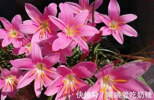 高手|养花高手也在学的5个爆花技巧,拿走不谢!