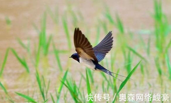 多情|苏轼最经典的一首词,其中一句的意思我们误会了千年