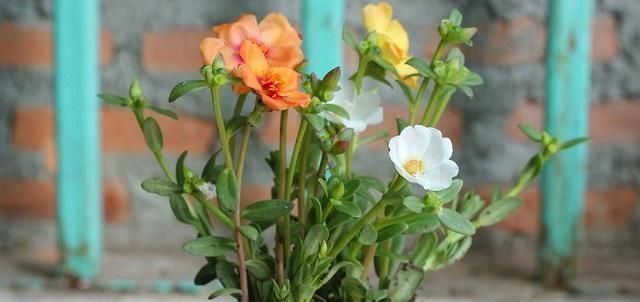 油桶|家中常见3种事物,是顶级养花“神器”,见到别浪费,养啥花都旺