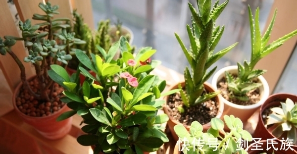 烂根|先弄清这3样土质的“特点”,后续养花配土才不会出错