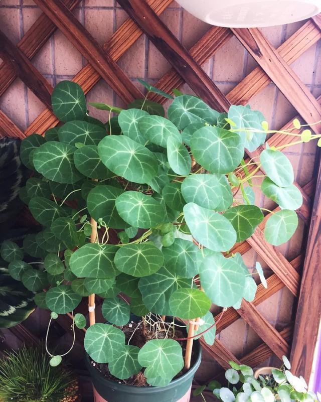 这花有个大肚子,里面全是水,1个月不浇照样活