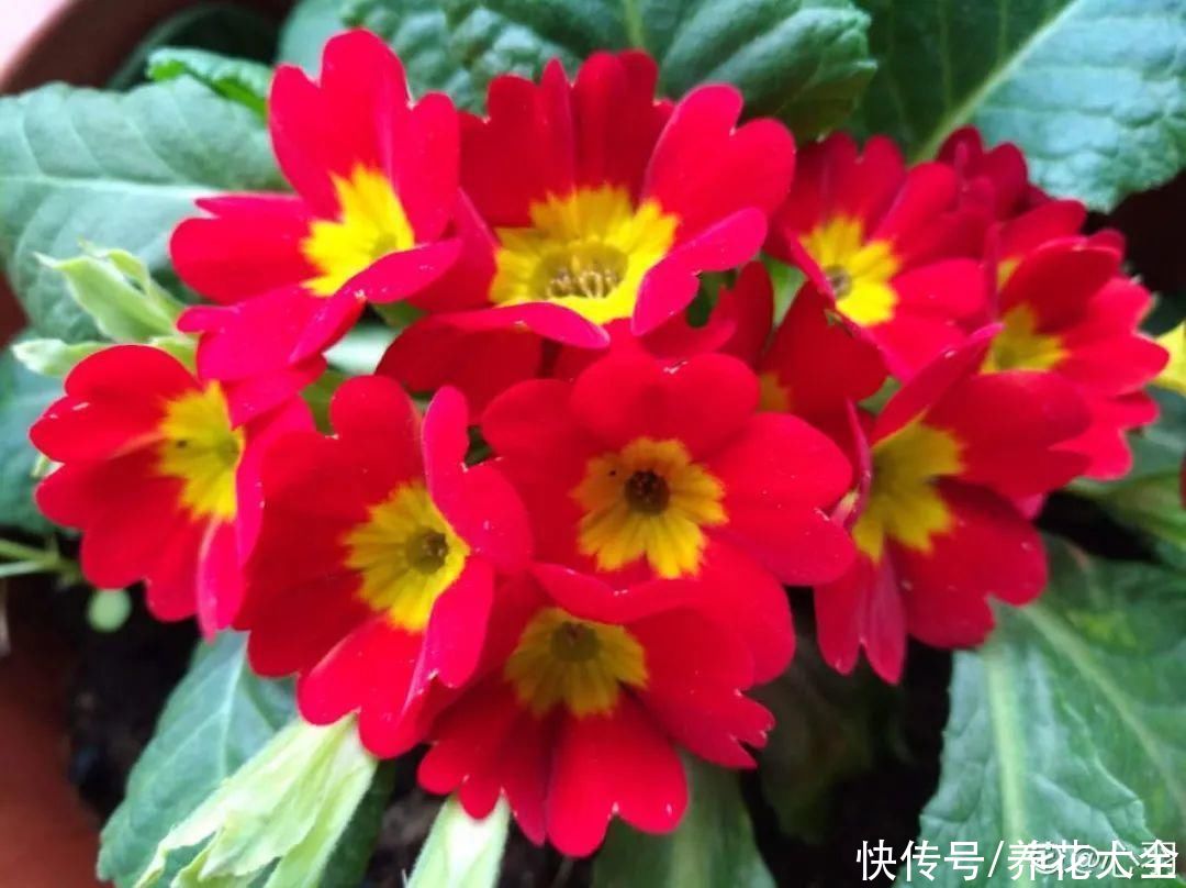 冬天好养的花，皮实不娇气，颜值高上档次，咋养都开花