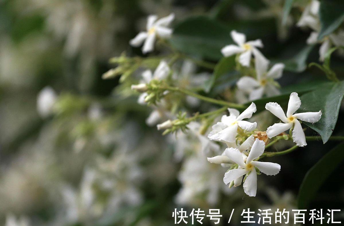 铁线莲|喜欢爬藤花,就养这四种,轻松一养就成花瀑布,香味还浓