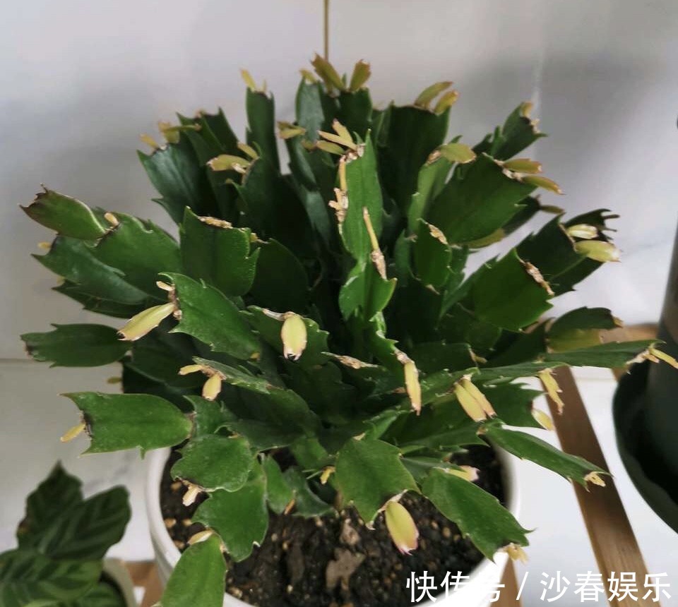 头顶端|蟹爪兰花期结束,养护注意“3点”,疯狂长叶子,入冬花苞翻2倍