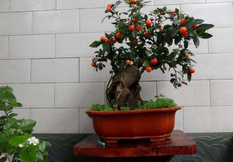 4种可以结果的小盆景,好养好看上档次,养在家里吉祥美满寓意好