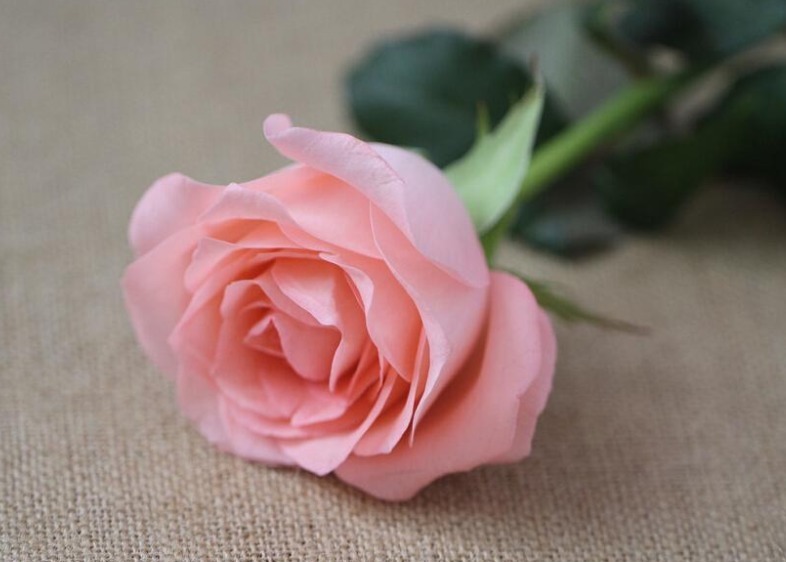 “玫瑰精品”戴安娜，美丽动人，含苞欲放，可以说是养花必备