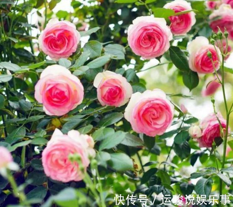 阳台上|4种花好养又漂亮,养上一盆,高端大气上档次,花朵烂漫迷人