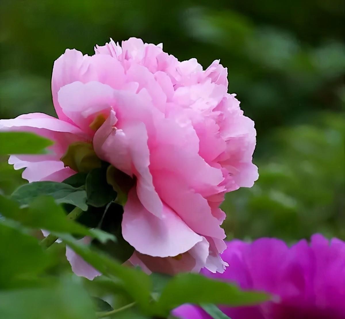 牡丹花|3款值得盆栽的“长期花”,年年开花200多天,花朵个大色泽艳丽